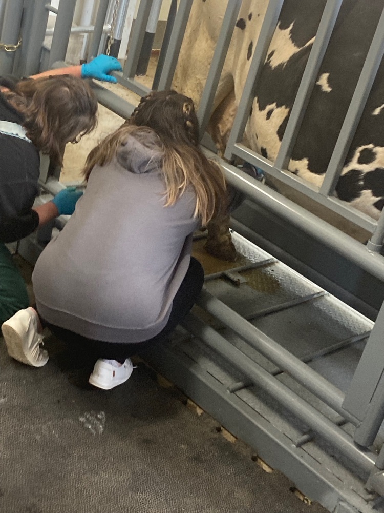 student milking a cow